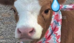 娱乐吃瓜酱兔子,揭秘娱乐圈那些不为人知的幕后故事